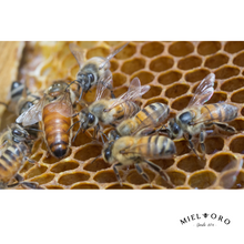 Núcleo de Abeja (Abril 2025)